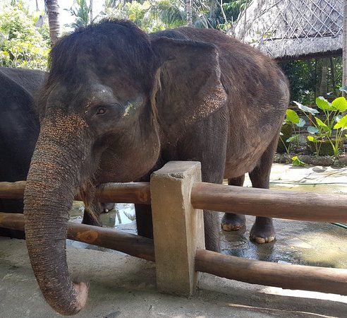 Lombok Elephant Park